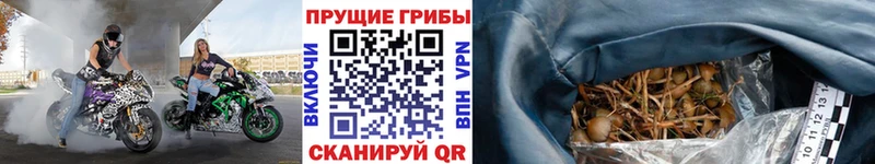 Галлюциногенные грибы MAGIC MUSHROOMS  купить   Каменногорск 